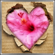 Heartflower_card
