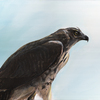 James_kruse_hawk_thumb