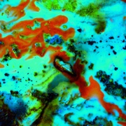 Tropical_20fish_20_13e__card