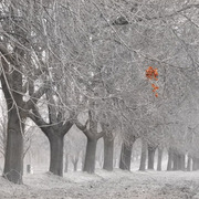 Fotot_card