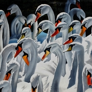 Claddagh_swans_card