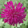 Blossom_thumb