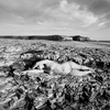 Elle_3240_wc3bwweb_thumb