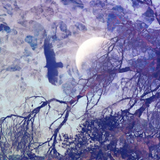 Nightshadowsmall_card