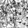 Fiori1_thumb