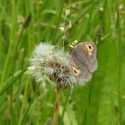 Butterdandelion_card