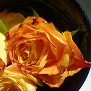 Zmiana_rozmiarudsc05185-001_card