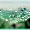 Absolutegreen_thumb