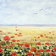 10-campo_de_amapolas__la_serena__card