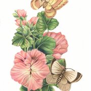 Vermillion_flowers_and_butterflies_card