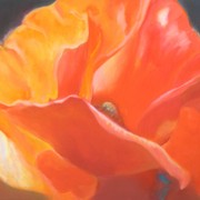 Poppies006_card