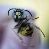 Wasp_copy_thumb