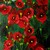 Dsc02370_tiny_square