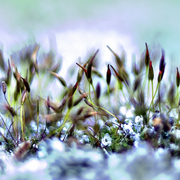 Moss_11_copy_card