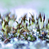 Moss_11_copy_thumb