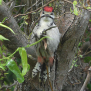 Youngwoodpecker_card