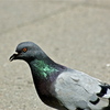 Dsc_0511_thumb