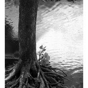 Rootsinthesky3_card