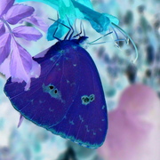 Arly_s_camera_085_card