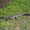 Arly_s_camera_007_thumb