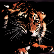 Angry-tiger-wallpaper_card