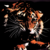 Angry-tiger-wallpaper_tiny_square