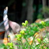Dsc_1144edited_thumb
