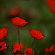 Poppy2_card
