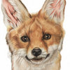 Fox_portrait_thumb