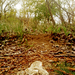 Forest_way_resized_square