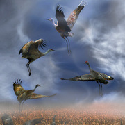 Cranes_in_the_mist_card