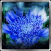 Bluedone_card