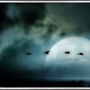 Nightflight_card