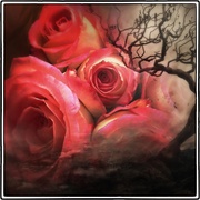 Rose_card