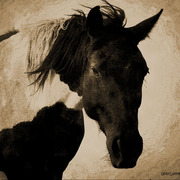 Img_6184sm_card