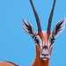 Impala_left_square