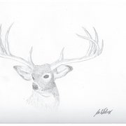 Deer_card
