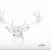 Deer_thumb