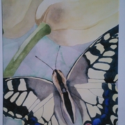 Butterfly_card