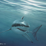 Tiburon_blanco1109_card