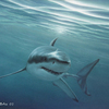 Tiburon_blanco1109_thumb