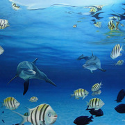 Dolphins_47