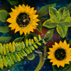 Sonneblomme_thumb
