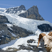 849-bighorn_mountain_card