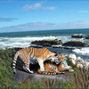 856-wild_affection_thumb