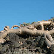 Hetree_card