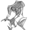 Eye_fish_sm_thumb