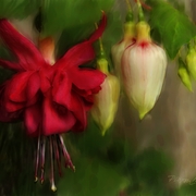 Fuscia_drops_card