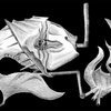 Fishy_situation_black_sm_thumb