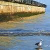 Pier_review_thumb